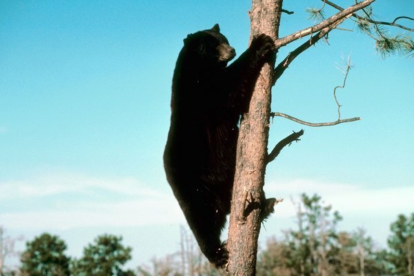 Pode haver até 20.000 ursos morando na Pensilvânia, no momento da publicação.