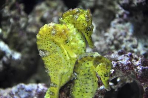 Las parejas de caballitos de mar se aparean de por vida.