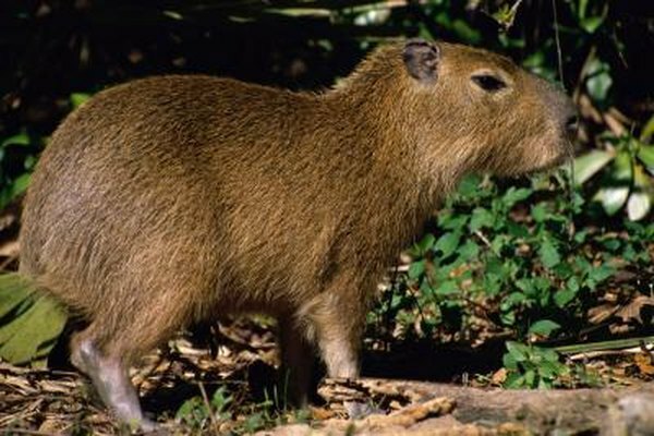 Um close de uma capivara.