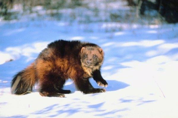 Wolverines არის tundra მტაცებელი tundra და ტყე.