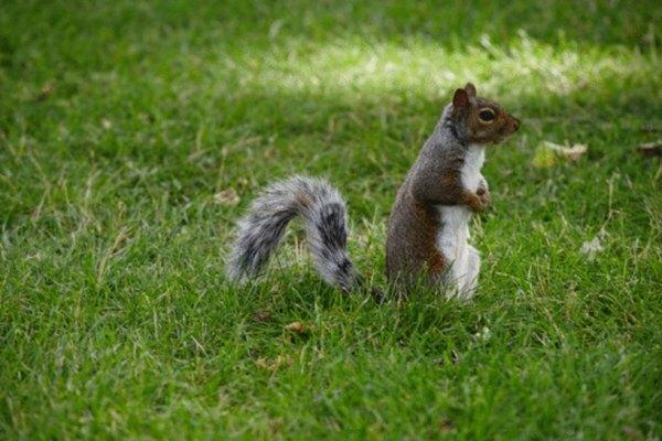 Una ardilla gris oriental.