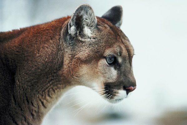 Puma-Sichtungen in Pennsylvania sind selten.