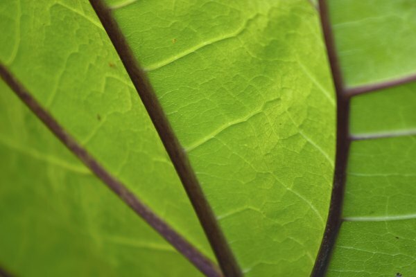 Șapte procese de viață ale unei plante