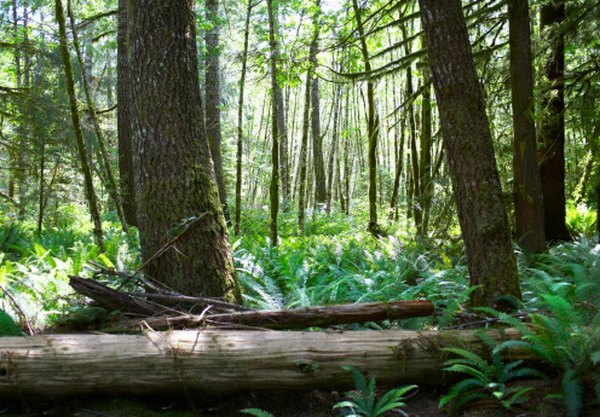 Trær i regnskogen er ofte tettpakket.