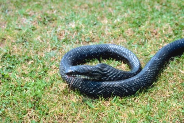 Las serpientes rata se alimentan de especies de ardillas que viven en el suelo, como la ardilla listada.