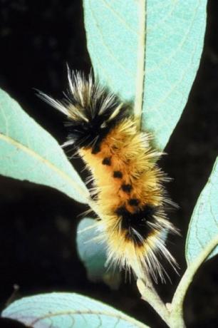 Una oruga de la polilla tigre algodoncillo en su planta de alimentos.