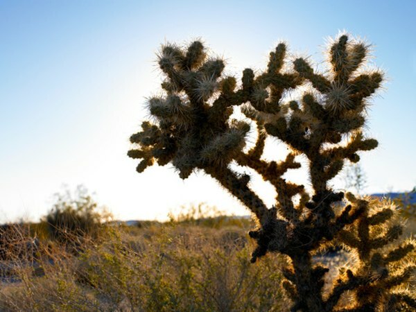 Fysiske trekk ved Desert Biome