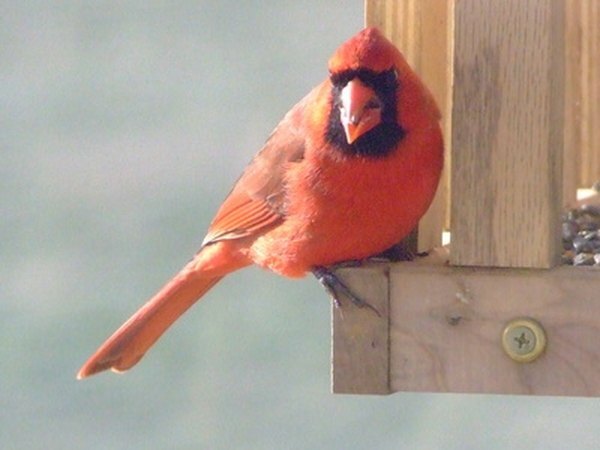 Realice un seguimiento de los tipos de alimentos que más les gustan a los cardenales.