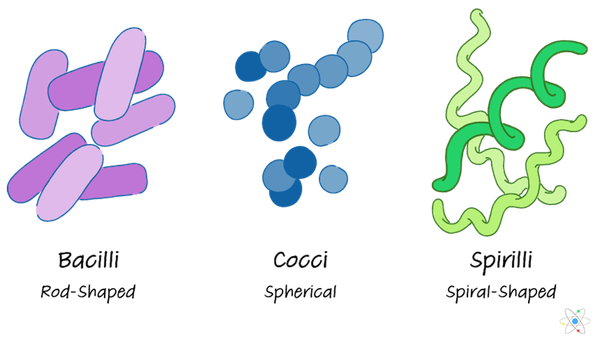 Bakterier: definition, typer och exempel
