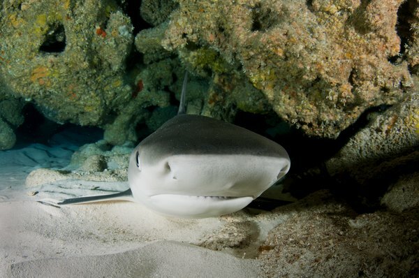 Tiburón carroñero
