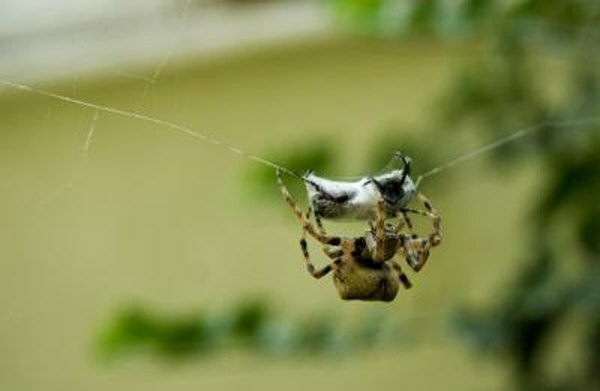 Ruskea yksinäinen hämähäkki vangitsee saaliin verkkoonsa.