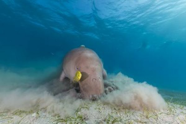 Un dugongo busca comida en el Mar Rojo.