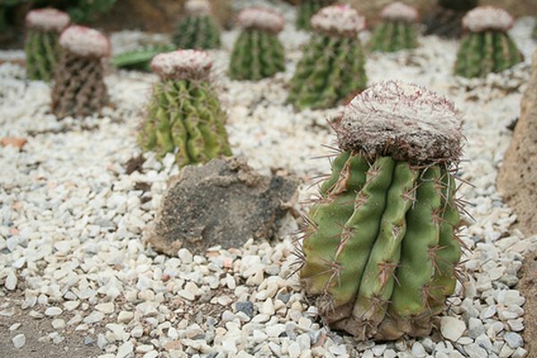 Kaktusen lagrar vatten genom att öppna porerna på natten istället för under dagen.