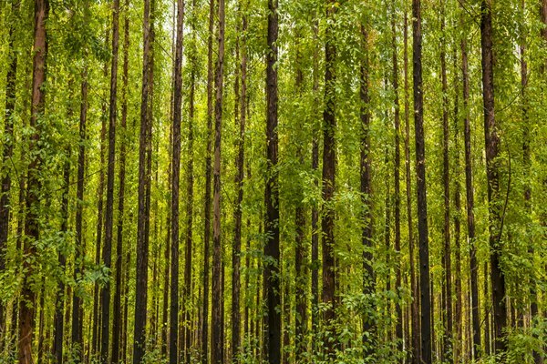 En skog av eukalyptustrær.