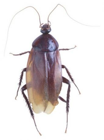 Gli scarafaggi sono notturni, limitando le loro attività all'oscurità della notte.
