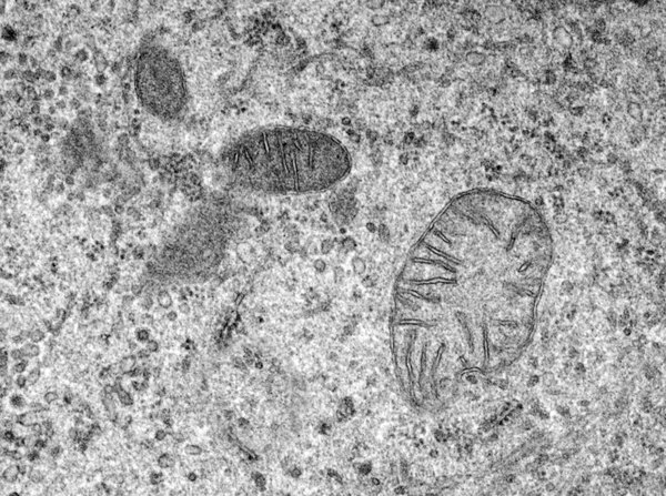 Cellules avec mitochondries