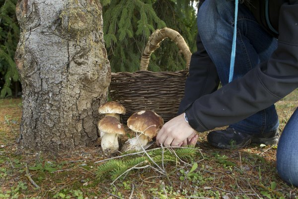 Лісові гриби збирають біля дерева