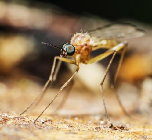 muggen zijn te vinden op de toendra