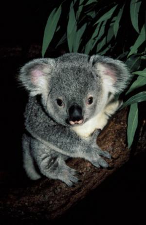 Koala's kunnen door hun reukvermogen onderscheid maken tussen de verschillende soorten eucalyptusbomen.