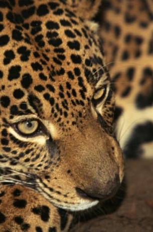 Jaguar berkeliaran di lantai hutan.