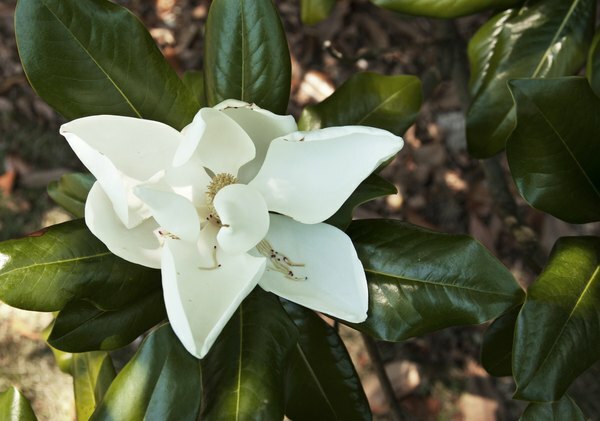 En magnolia-blomst blomstrer på en gren.