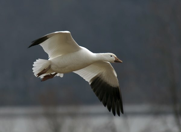 沼の上をハクガンが滑る。