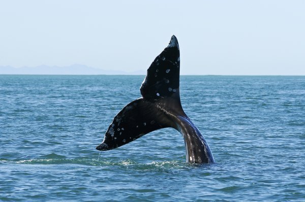 La cola de una ballena se ve en la superficie del océano.