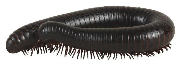 Caracteristicile centipedelor