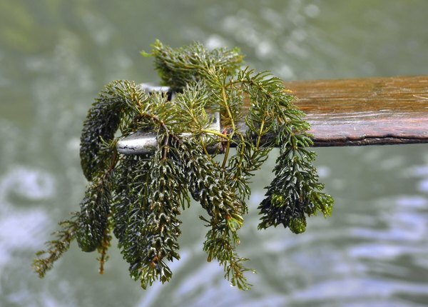 Una persona usa corteza de árbol para recolectar una muestra de alga de estanque rizada.