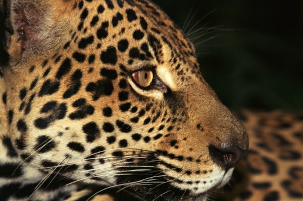 Jaguar's zijn genoemd naar een Indiaanse uitdrukking die betekent, 