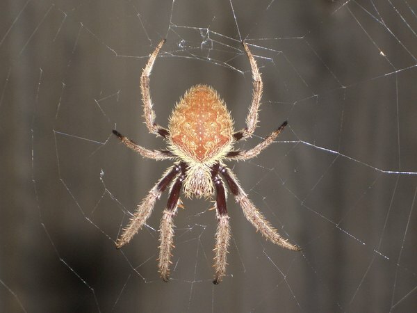 Lähikuva Orb Weaverista hämähäkinverkossa.
