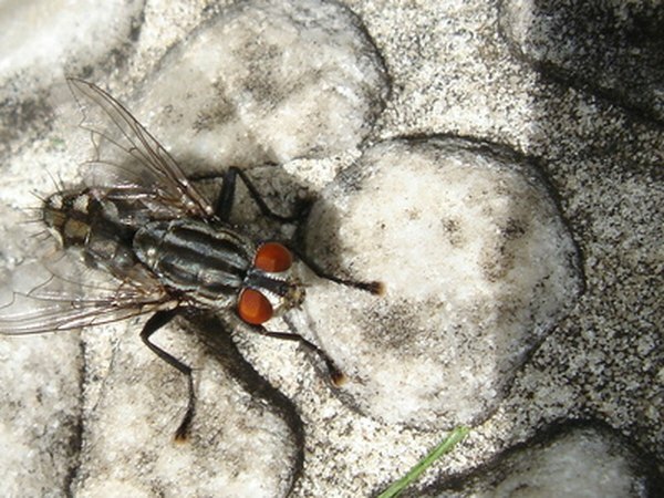 ตัวหนอนเป็นตัวอ่อนของแมลงวัน