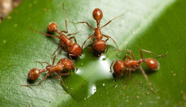 Два черешка между грудной клеткой и брюшком обозначают этих муравьев как огненных.