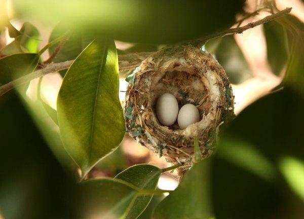 Kolibry zwykle składają nie więcej niż dwa jaja.