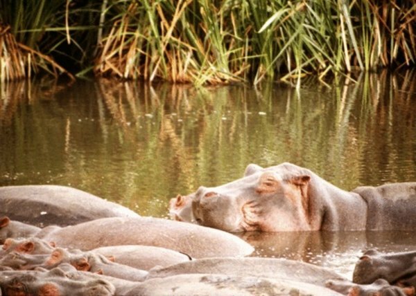 L'hippopotame reste frais dans l'eau douce du soleil et de la chaleur intenses de la journée.