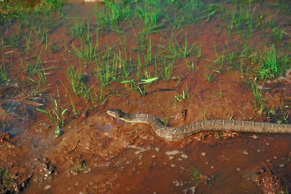Brūnās ūdens čūskas plaukst ūdens biotopos.