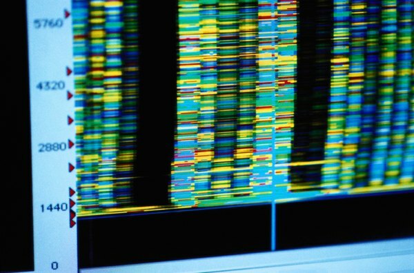 Pobieranie odcisków palców DNA jest często wykorzystywane do identyfikacji zaburzeń genetycznych.