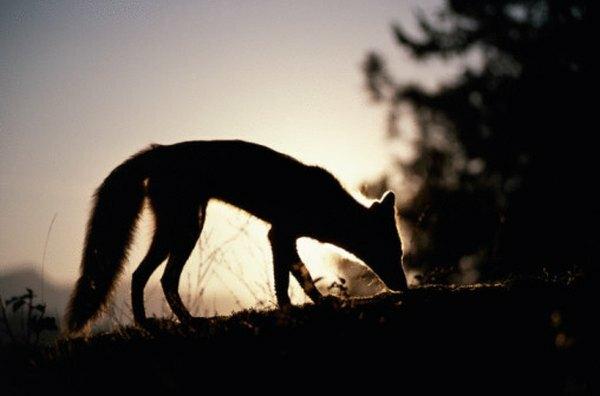 A los zorros les gusta cazar solos cuando está oscuro.