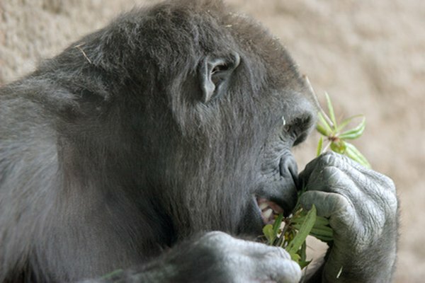 Μαϊμού που απολαμβάνει ένα φυτικό γεύμα