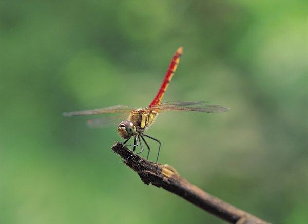 Los insectos tienen un impacto tremendo en el medio ambiente de la selva tropical.