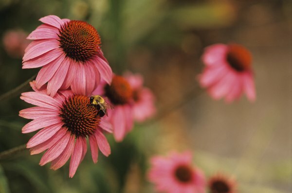 Las abejas polinizan las flores.