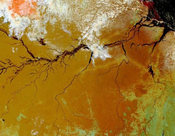 Дощовий ліс Амазонки в Бразилії, захоплений супутниковими знімками