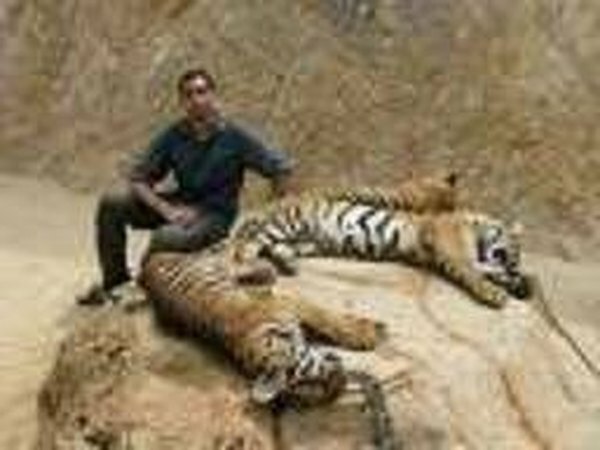 Како спавају тигрови?