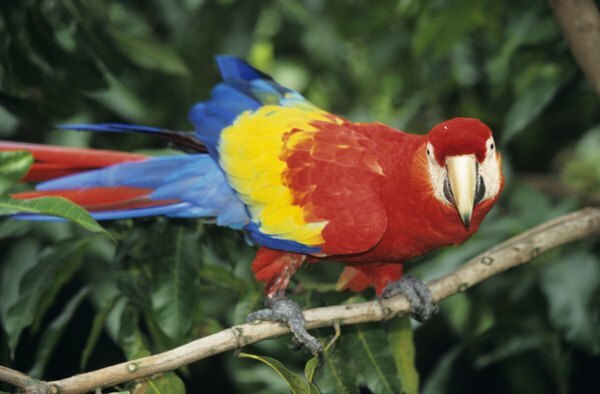 นก เช่น นกมาคอว์ ขึ้นชื่อเรื่องสีสดใส