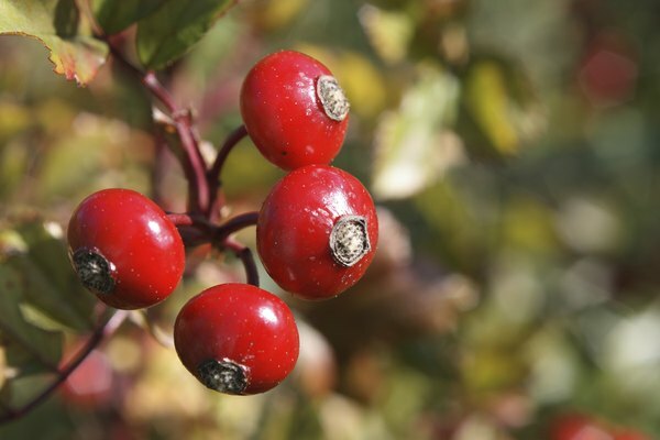 Un primer plano de frutos rojos en una planta de baneberry.