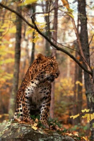 Os leopardos de Amur estão em perigo crítico.