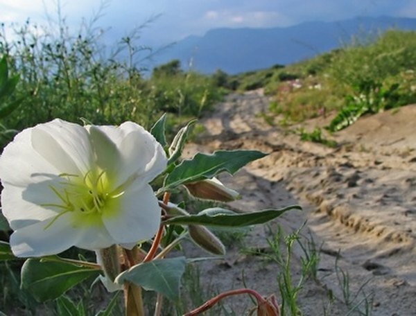 العديد من الزهور تسمي الصحراء بالمنزل.