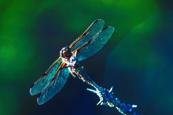 ¿Por qué son importantes las libélulas?