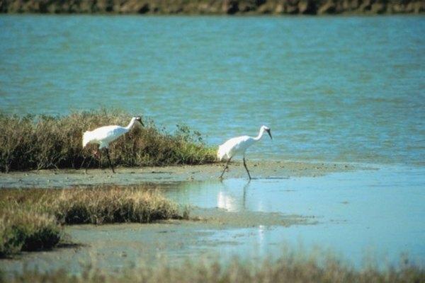 Las grullas chillonas son las aves más altas de América del Norte.