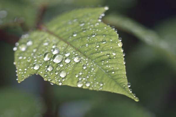 Povrhnjica odbija vodo, zaradi česar voda nastane na listih.